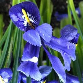 Harmony Dwarf Iris Bulbs (Iris reticulata Harmony) Img 1